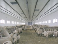 Ovce v ovčíne